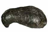 Fossil Whale Ear Bone - Miocene #109242-1
